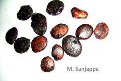 Humboldtia bourdillonii